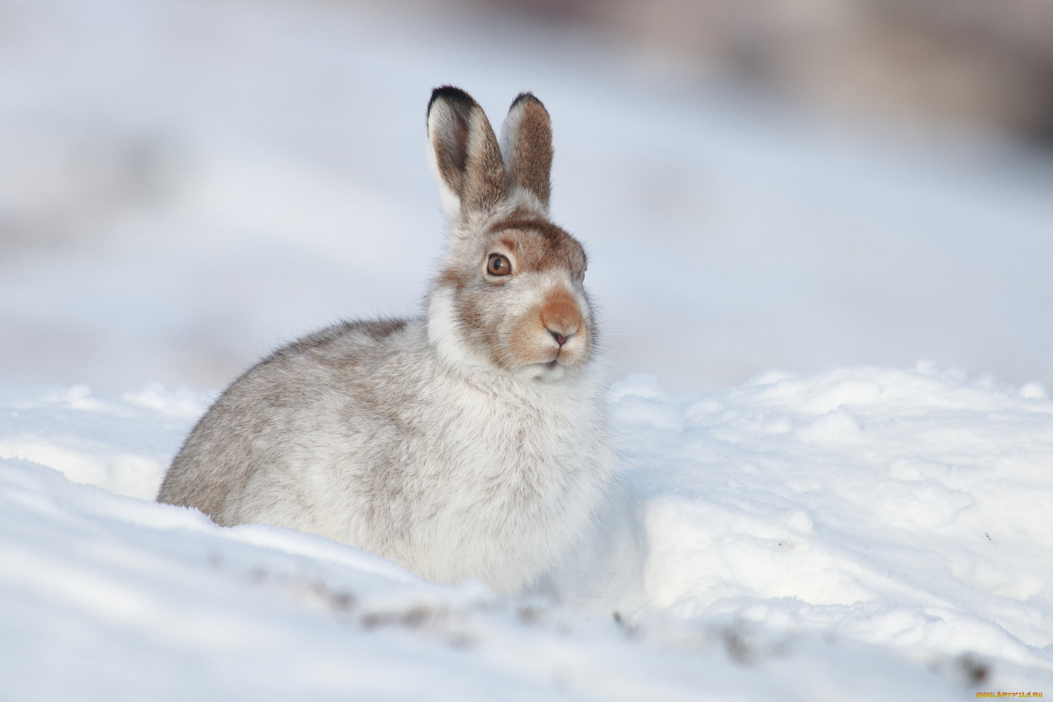Заяц в сугробе. Заяц-Беляк – Lepus timidus Linnaeus, 1758. Заяц Русак зимой. Заяц Русак белый зимой. Беляк и Русак.